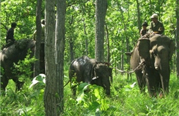 Sức khỏe voi rừng vướng bẫy tiến triển tốt 